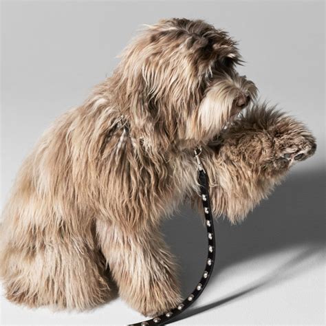 celine collar dog|Celine Debuts New Dog Accessory Collection .